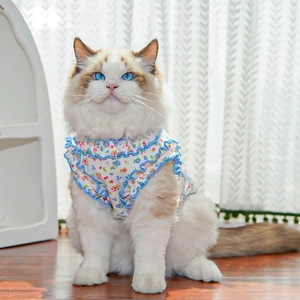 Floral cat vest with blue ruffled edges shown on a Ragdoll cat in a cozy home setting