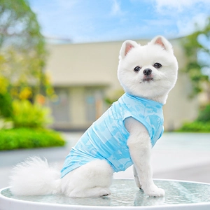 Close-up of a small dog wearing a light blue ice silk cooling vest in an outdoor setting