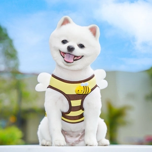 Close-up of a white Pomeranian wearing a cute yellow honeybee striped pet harness outdoors