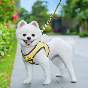 Detail of bee pet harness with white wings and striped leash on a white Pomeranian