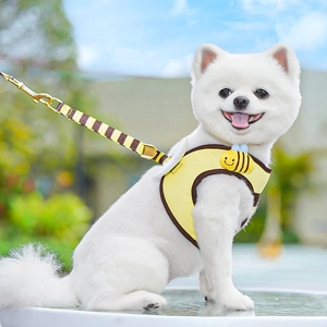 Detailed view of bumblebee harness set with wings and leash on a small white dog