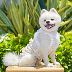 Outdoor shot of a Pomeranian wearing a lace pet fairy dress with yellow bows on back