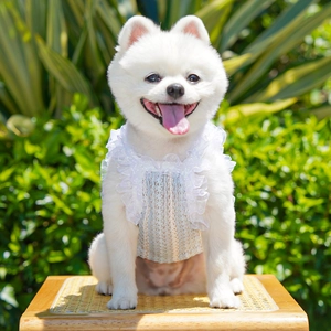 Detail of the white lace trim and blue geometric texture on this dog vest garment