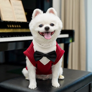 Dettaglio di un gilet elegante bordeaux per cani con papillon nero in un ambiente formale