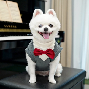 Detail showing the pet tuxedo vest with a red bow tie on a white Pomeranian dog