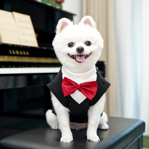 Detail of dog tuxedo vest with red bowtie on Pomeranian sitting by piano