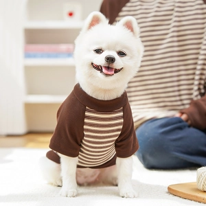 Close-up of striped raglan pet t-shirt on a Pomeranian in a cozy home setting