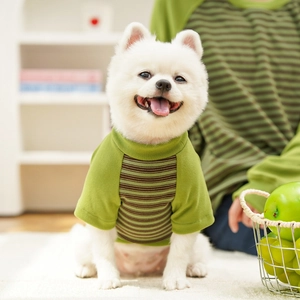 Close-up of a striped green pet t-shirt with a ribbed collar on a Pomeranian dog