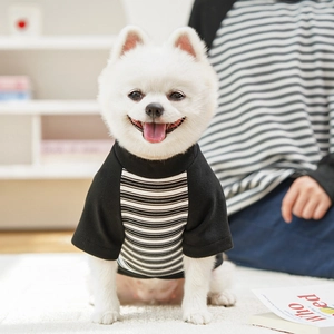 Close-up of a small white dog wearing a black and white striped cotton pet t-shirt