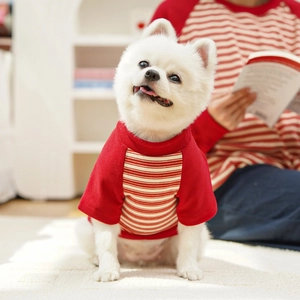 Small dog wearing a red and white striped raglan cotton T-shirt in a cozy home setting