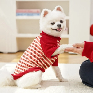 Close-up of a Pomeranian dog wearing a red and white striped knitted sweater in a home setting