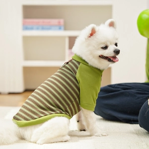Detail of green striped pet shirt showing breathable cotton fabric and ribbed cuffs on Pomeranian