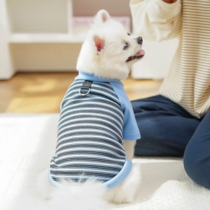 Close-up of blue striped pet shirt with metal D-ring on white Pomeranian dog