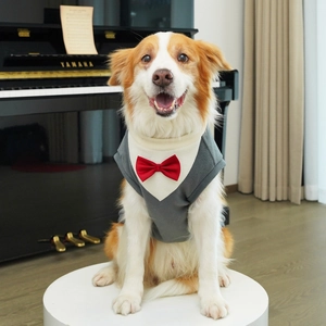 Detail of grey pet tuxedo suit with cream V-neck and red bowtie for large dogs