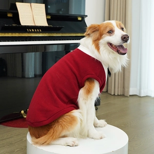 Classic red knitted pet vest with white collar on a Border Collie in elegant setting