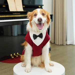 Detail of red pet formal suit vest with white shirt collar and black bow tie for dogs