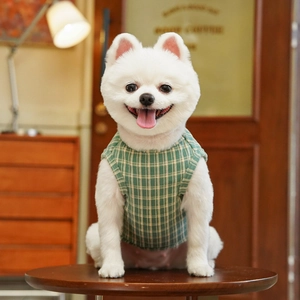 Dettaglio di un cane Pomerania bianco con un gilet a scacchi verdi e bianchi su tavolo in legno