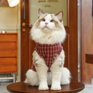 Dettaglio del gilet a scacchi rosso scuro per gatti in un ambiente caffè accogliente