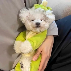 Détail du costume de chien en flanelle chaude en forme de dinosaure vert et jaune