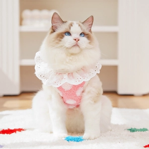 Détail de vêtement rose à pois pour chat avec grand col en dentelle blanche