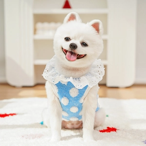 Gros plan du gilet pour chien à pois bleus avec col en dentelle blanche sur petit chien