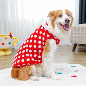Close-up of red dog vest with white polka dots and delicate lace collar on a dog