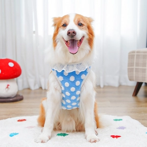 Close-up of sky blue pet vest with white polka dots and delicate lace collar trim