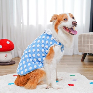 Detail of blue polka dot pet vest with white lace trim on a Border Collie dog