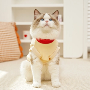Detail showing the cream and red stand-up collar and soft knit fabric on a cat hoodie