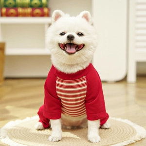 Detail of red and white striped four-legged dog clothes on a Pomeranian puppy