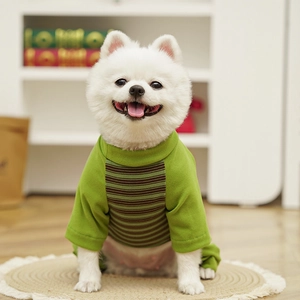 Detail of green striped dog sweater on white Pomeranian with soft cotton texture
