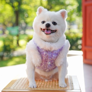 Loulou de Poméranie blanc portant un gilet de Nouvel An chinois violet à motifs fleuris