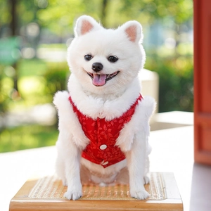 Gros plan d'un Loulou de Poméranie en costume Tang rouge avec bordure en fausse fourrure