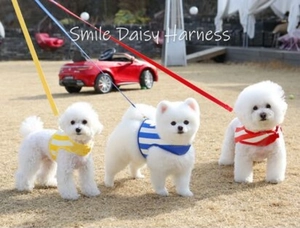Three dogs wearing striped Smile Daisy harnesses in yellow, blue, and red outdoor