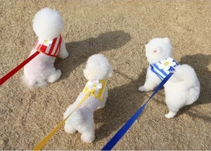 Breathable dog harness with daisy decor in red, yellow, and blue stripes on small dogs