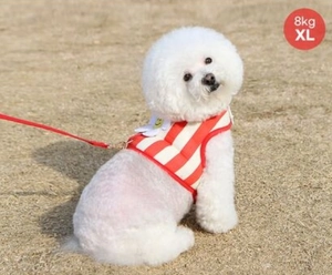 Close-up of red striped dog harness with white daisy flower detail on a white dog