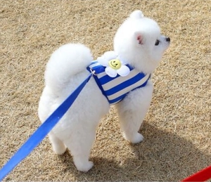 Blue and white striped dog harness with a 3D smiley flower on a white Pomeranian