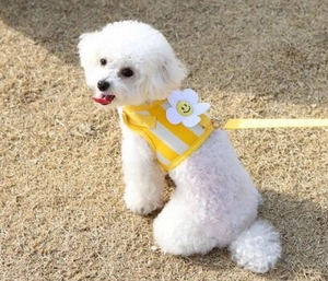 Yellow and white striped pet harness with a smiling flower patch on a small dog