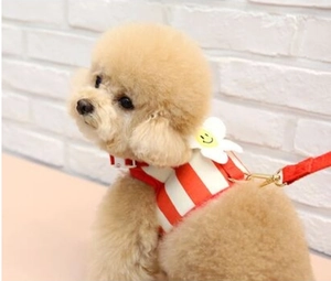 Close-up of a poodle wearing a red and white striped pet harness with a yellow flower
