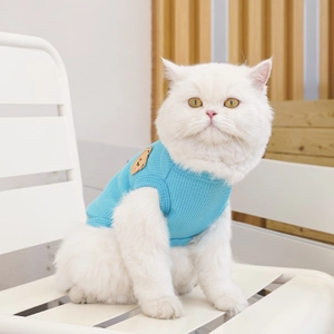 Blue waffle knit pet vest with cute bear patch worn by a white cat on a chair