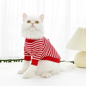 Detail of red and white striped pet sweater with ribbed cuffs on a white cat