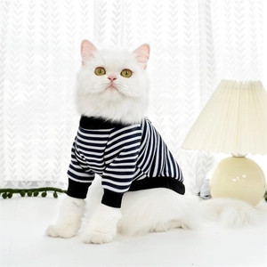 Close-up of white cat wearing classic striped pet sweater with elastic ribbed neck