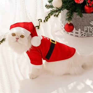 White cat wearing a Santa costume with a red cape and mini hat for holiday pet styling