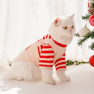 Detail of red and white striped Christmas pet shirt on a white long-haired cat