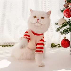 Pink dog Christmas clothes with red striped sleeves worn by a white cat in a festive setting