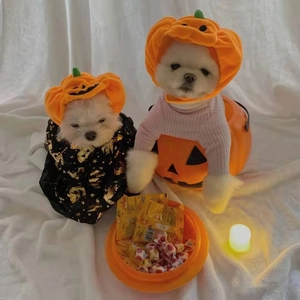 Detail eines Haustier Halloween Kostüms mit Kürbishut und schwarzem Fledermaus Umhang