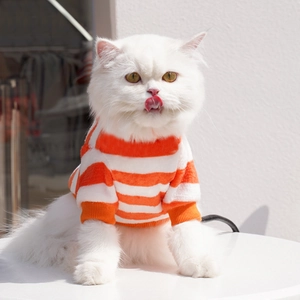 Detail of orange and white striped pet sweater on a white cat, soft warm fleece fabric