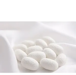 Macro shot of high-quality white raw mulberry silk cocoons with natural fibrous texture