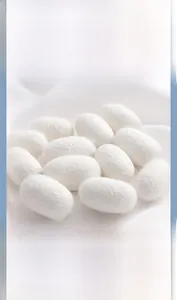 Macro view of pure white natural mulberry silk cocoons on soft silk fabric texture
