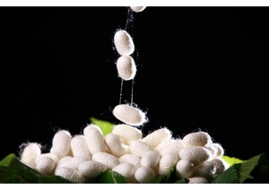 Macro shot of pure white natural silk cocoons falling against a black background